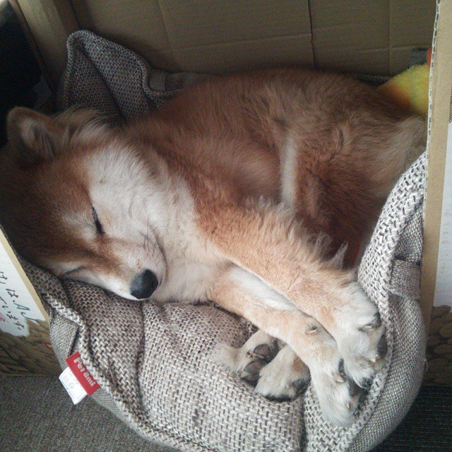 中国篮球运动员海外联赛表现亮眼,国际影响力不断扩大,海外打球的中国篮球