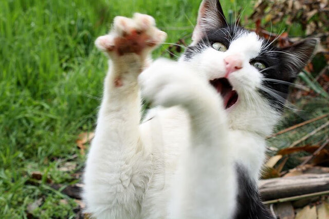 智能监控实现赛场实时应急,智能视频监控装置