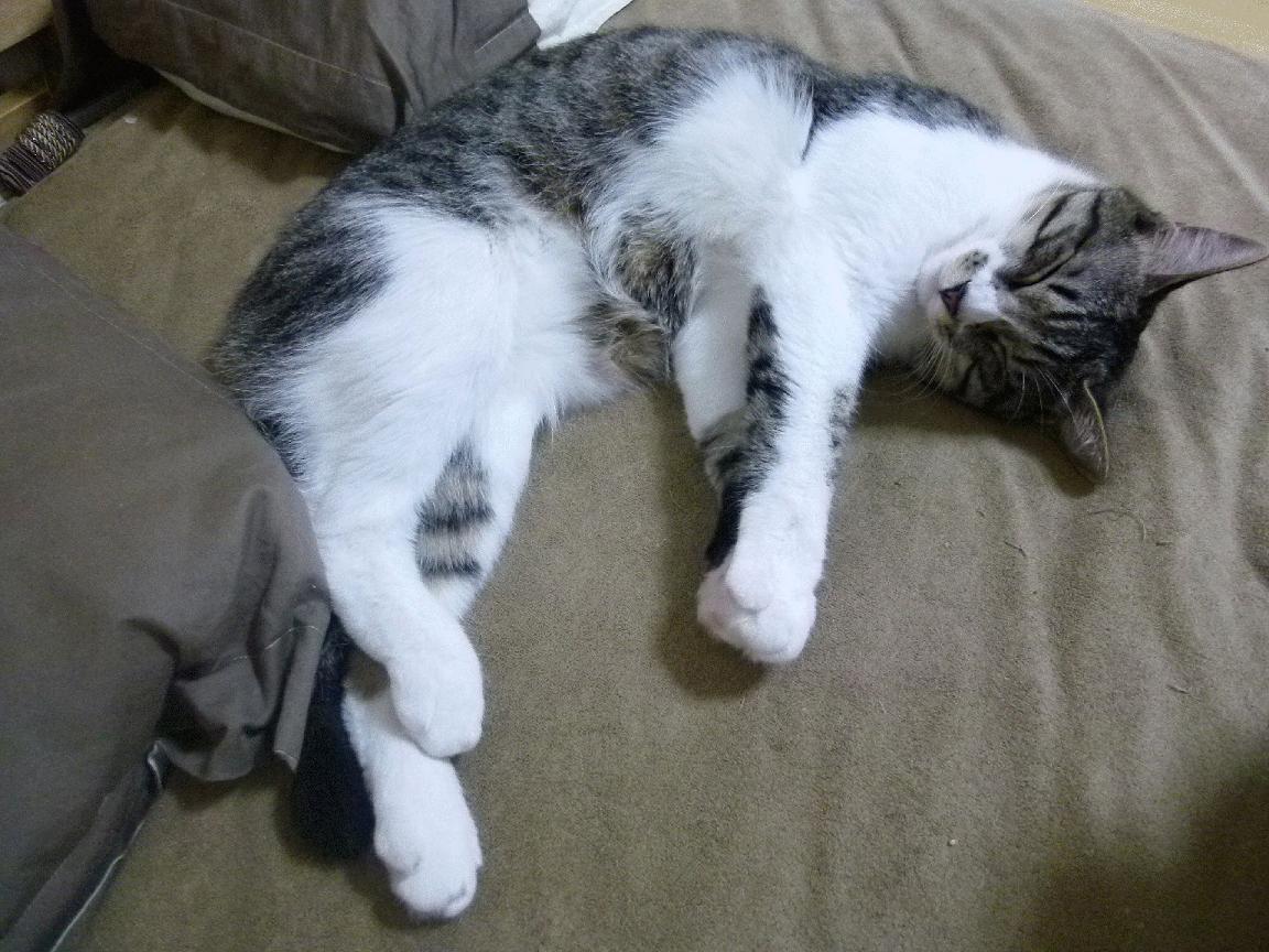 九游9游-泰国马术协会授予Chantola Kiri“年度最佳盛装舞步骑手”称号。，泰国公主马术比赛