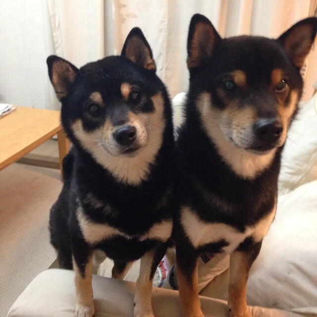 炉石传说 职业赛事创新赛制,炉石传说比赛2020