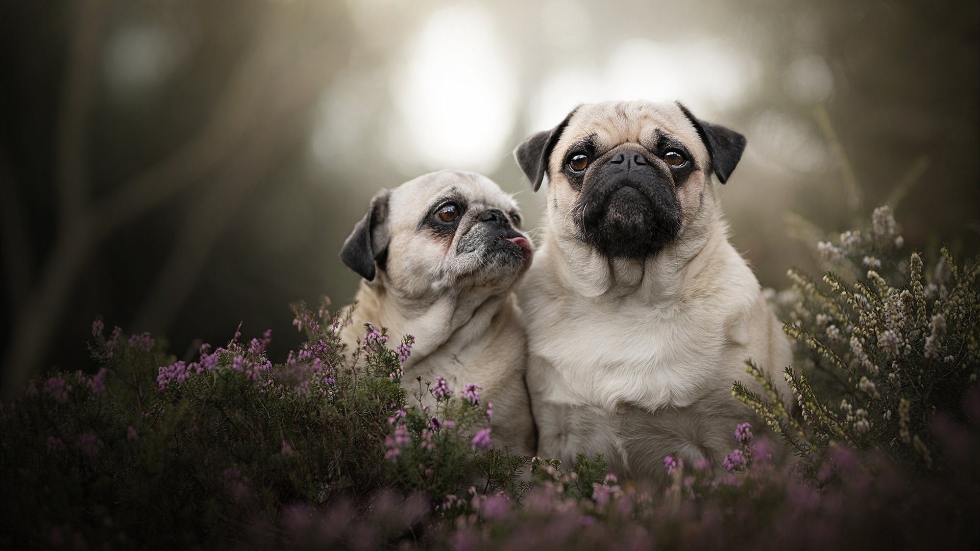 九游游戏中心官网-紧张刺激！王强终场前关键三分让北京提前锁定胜局，北京王强个人简历资料