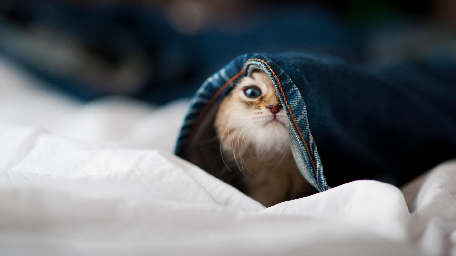 西方台球传统与东方元素的融汇,外国台球教学