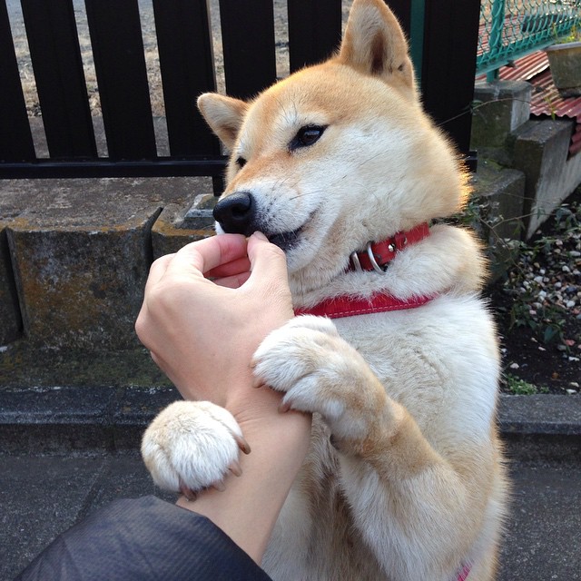 西班牙马术协会推出青少年培训计划,培养未来马术明星。,西班牙马术学校