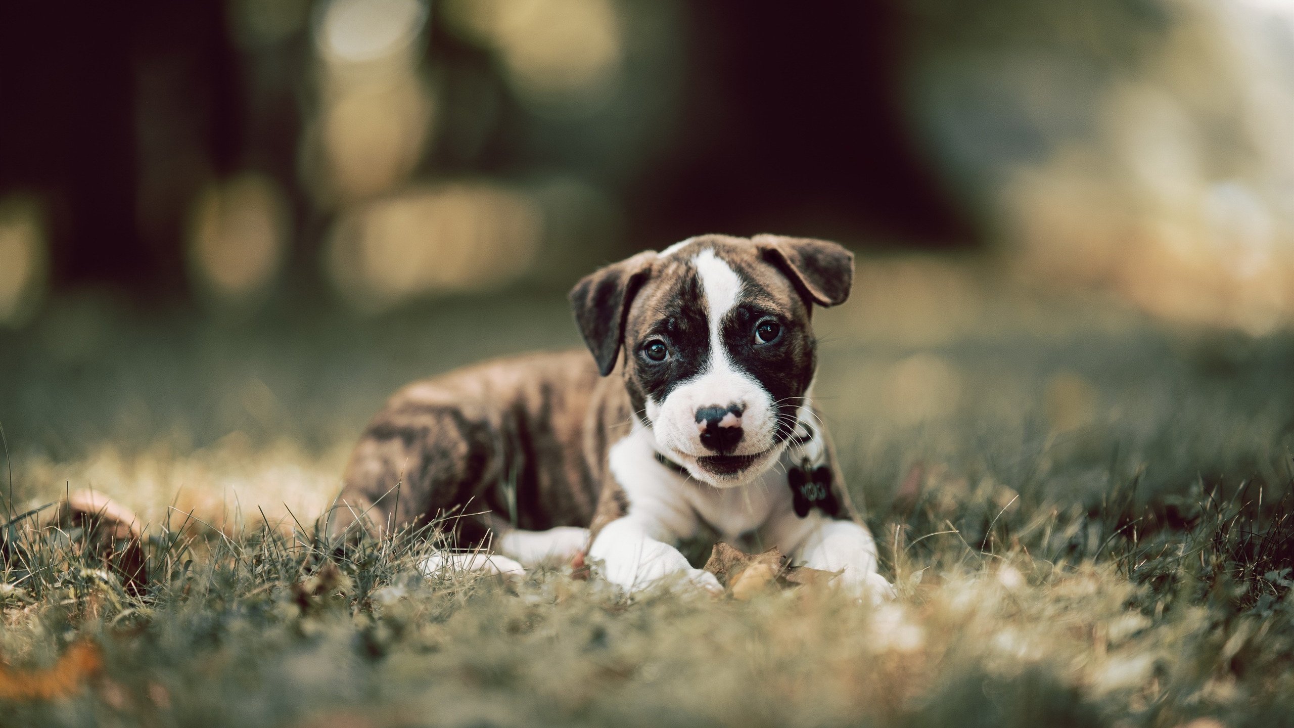 青少年体育节中篮球项目成为年度亮点,青少年篮球比赛策划方案