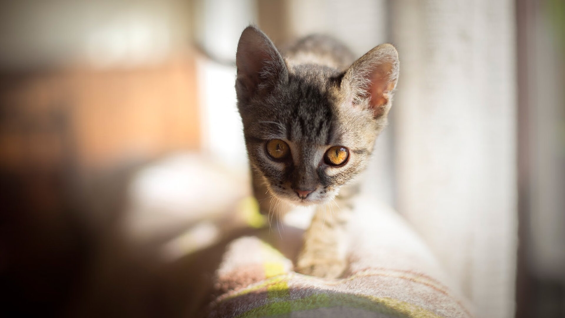 亚非篮球新锐挑战赛收官,激情碰撞令人惊艳,亚非bot