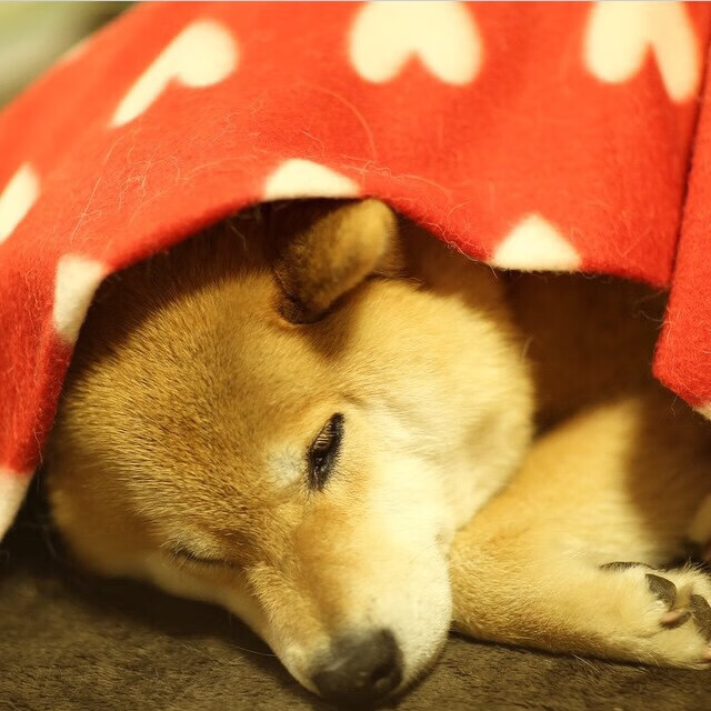 对手之间的对抗愈演愈烈,悬念丛生,对手的含义是什么