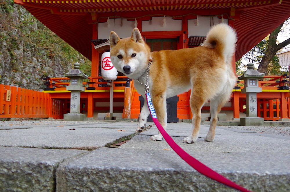九游官网pc-尼斯客场大胜，圣埃蒂安连遭失败，圣埃蒂安vs尼姆