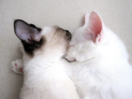 九游娱乐-意大利网球选手在男子单打中获得银牌，意大利网球新星