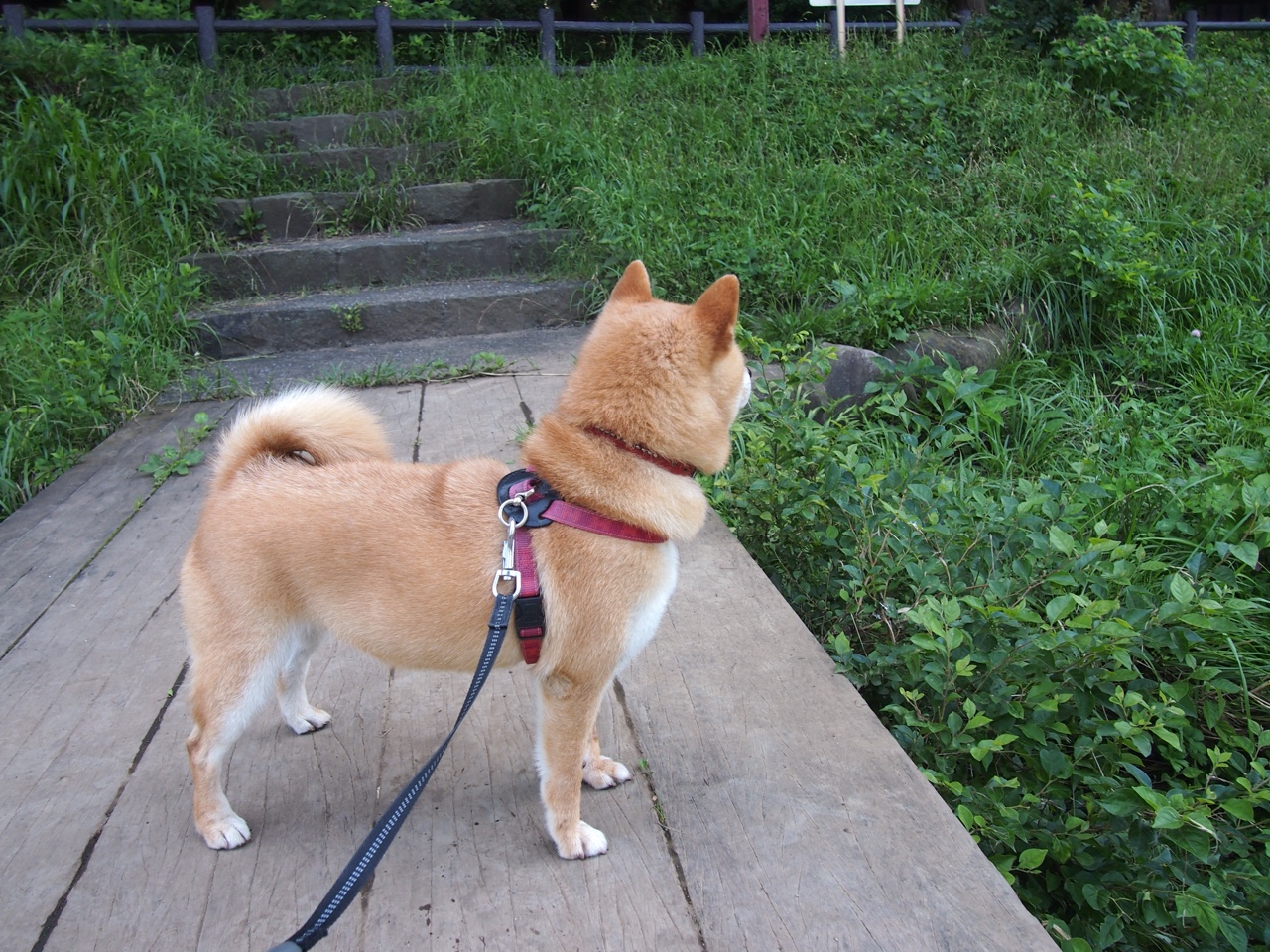 拉齐奥客场惜败佛罗伦萨，主帅下课传闻再起，拉齐奥对佛罗伦萨分析