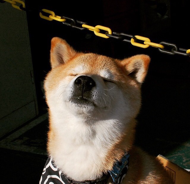 九游APP官网-火箭主场击退勇士，申京三节砍三双创造队史纪录，火箭队 申京