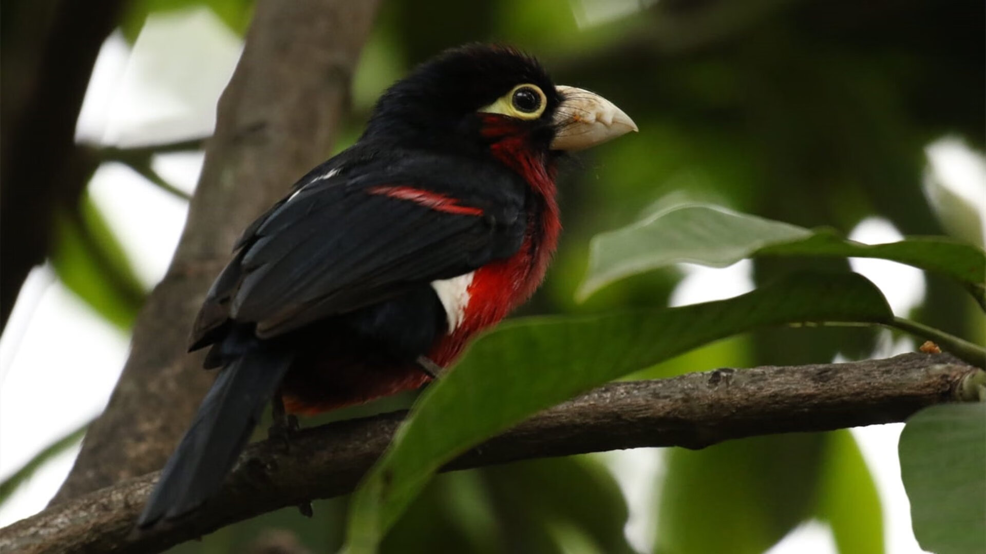 热刺球员转投拉齐奥，引发球迷热议，热刺2020年转会