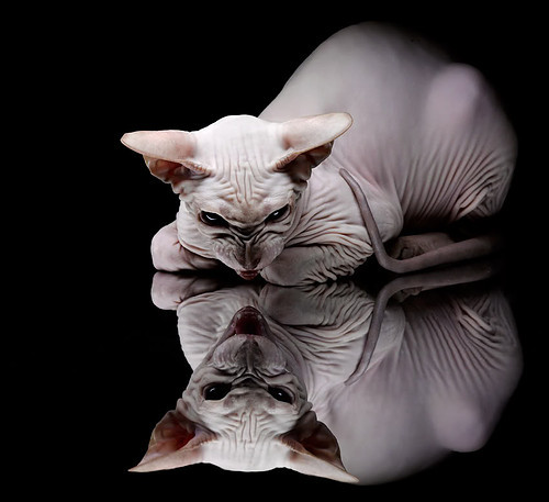 -羽毛球世青赛中国队包揽五冠，年轻一代崭露头角，羽毛球世青赛几年一届