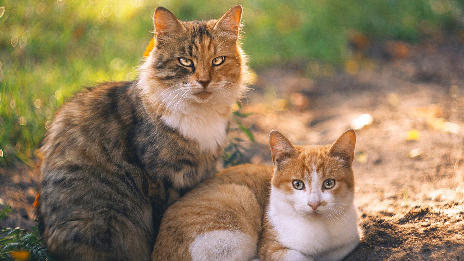 NBA球队比赛节奏控制能力与得分效率研究，nba比赛机制