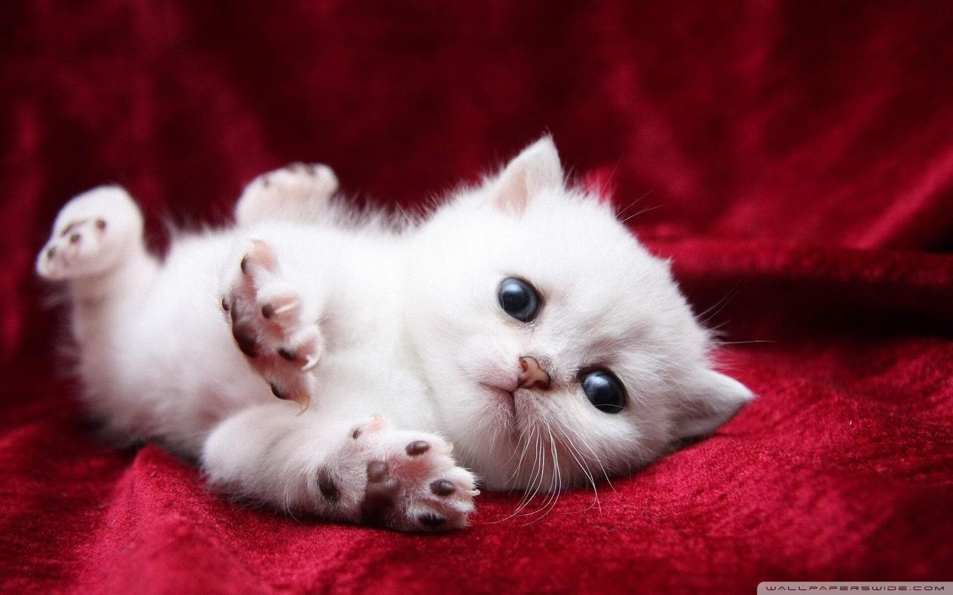 九游娱乐(jiuyou)官网-世俱杯半决赛：看非洲球队如何闪耀，挑战传统豪强，2022世界杯非洲区预选赛比分