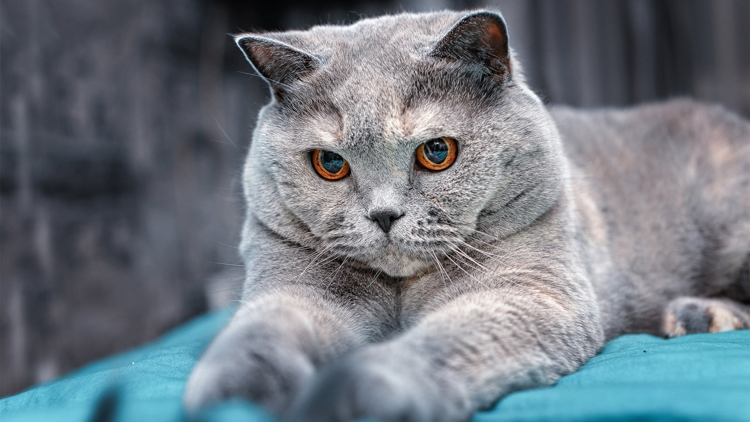 篮球运动员伤病预防训练方法研究,篮球受伤预防措施