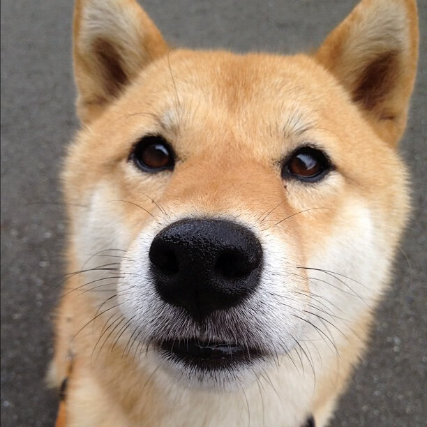 九游娱乐(jiuyou)官网-英超球队赛季中期体能负荷动态调整策略，英超tifo