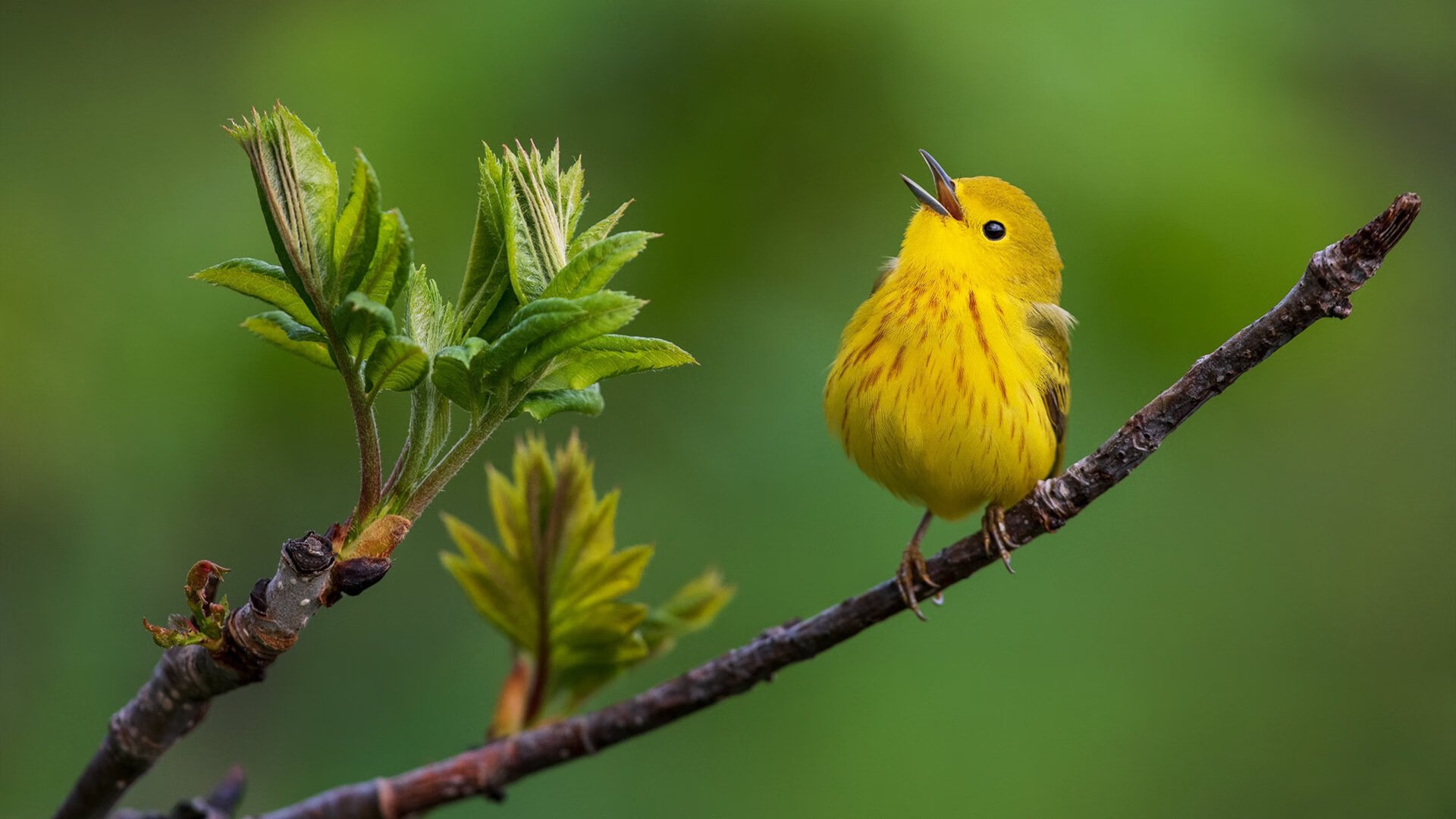 九游sports-中国三人篮球男队提升突破分球能力，中国三人篮球阵容