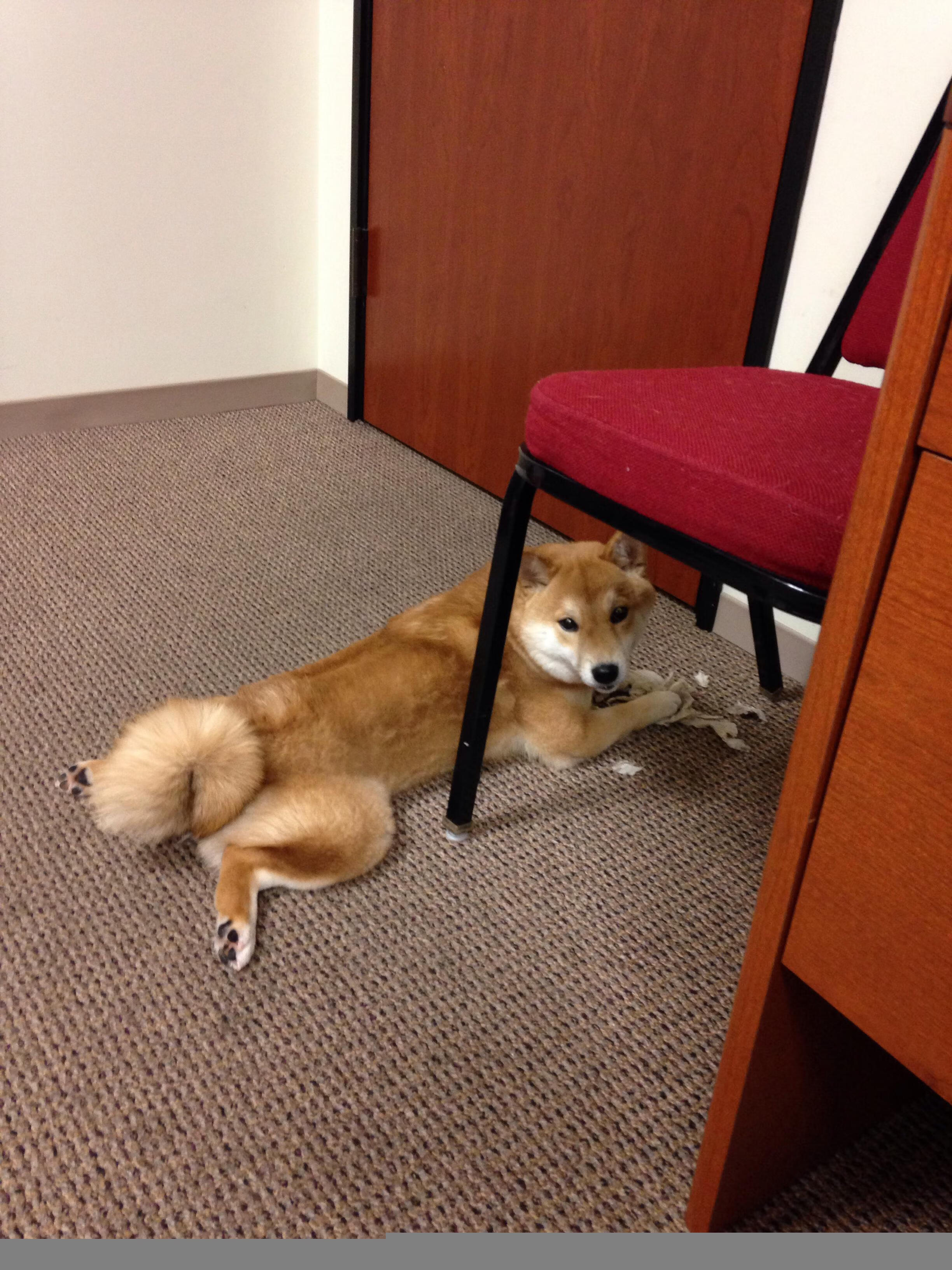 中国男篮积极探索技战术多样性,中国男篮队内训练