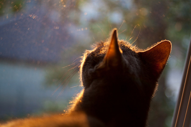德国男将挑战意法强敌获佳绩，德国男团击败日本