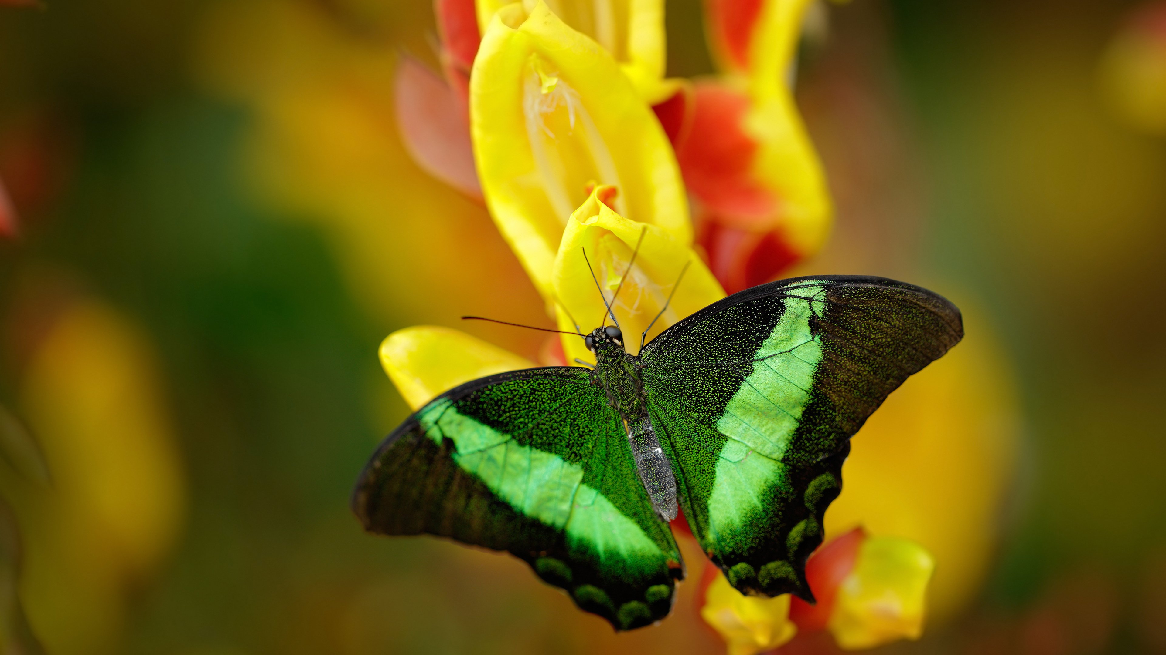 新加坡队赛制评析:通过赛制创新提升整体比赛表现,新加坡联赛什么水平