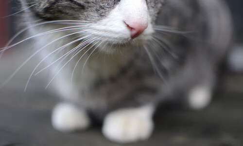 青训球员选拔机制存在结构性偏见,青训选拔喜欢那种球员