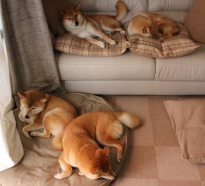 “安赫尔·巴尔博萨的速度与力量结合,成为美洲狮队的新进攻核心”