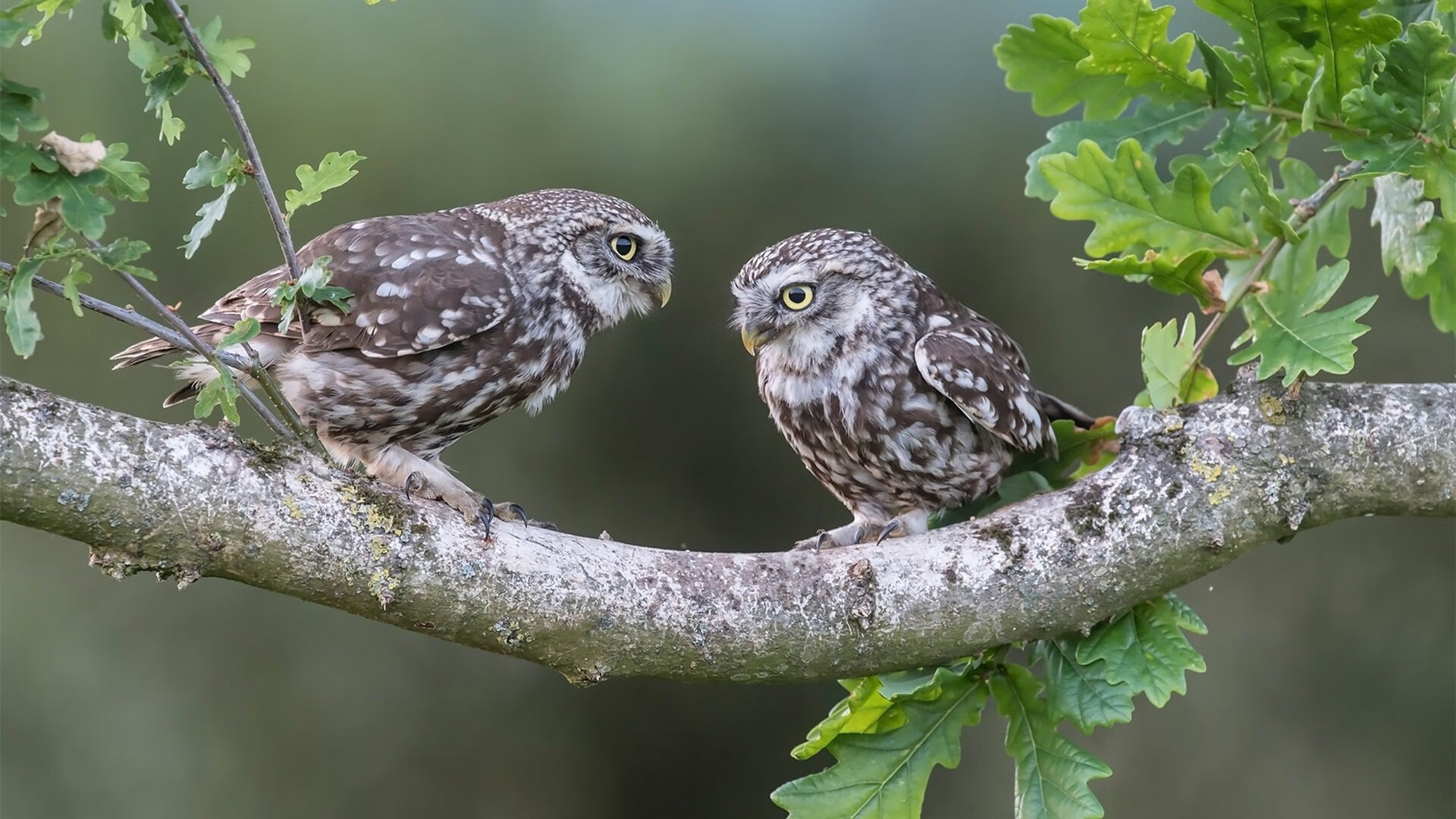 九游登录入口-卡普尔的速度和爆发力为袋鼠队创造多次得分机会，卡普技能视频