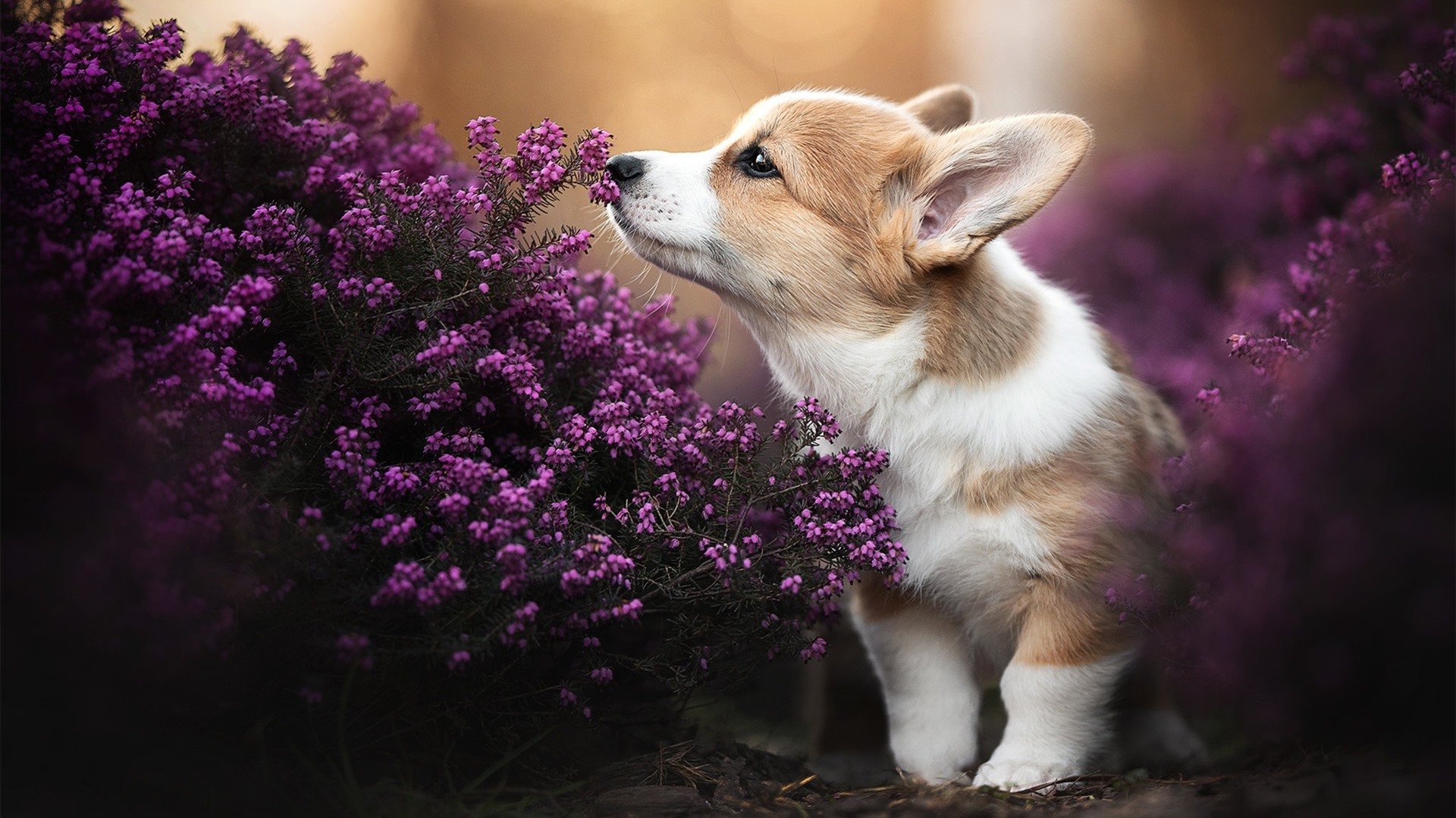 女子国家队加强体能测试周期化建立动态调整体系,国家队体能测试项目