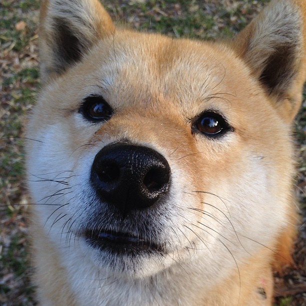 九游娱乐官网 (JIUYOU)-阿森纳青训潜力不断释放，未来巨星云集